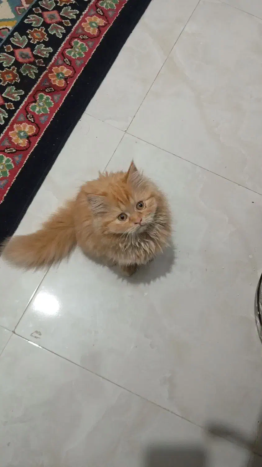 گربه پرشین|گربه|کهریزک, |دیوار