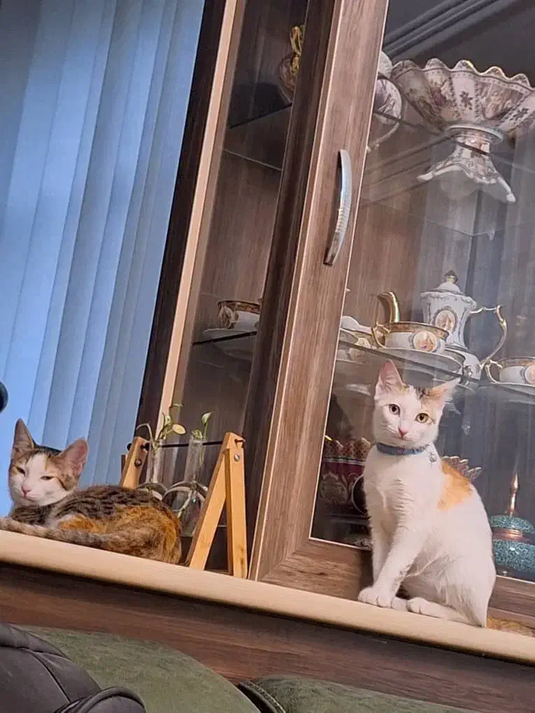 واگذاری گربه|گربه|رشت, نظری|دیوار