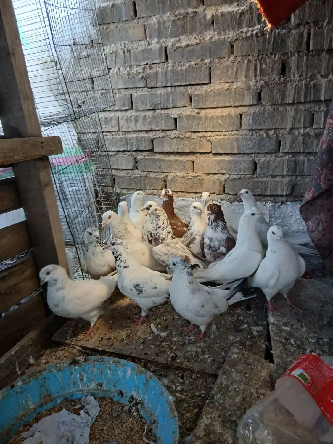 کبوتر|پرنده|تهران, صادقیه|دیوار