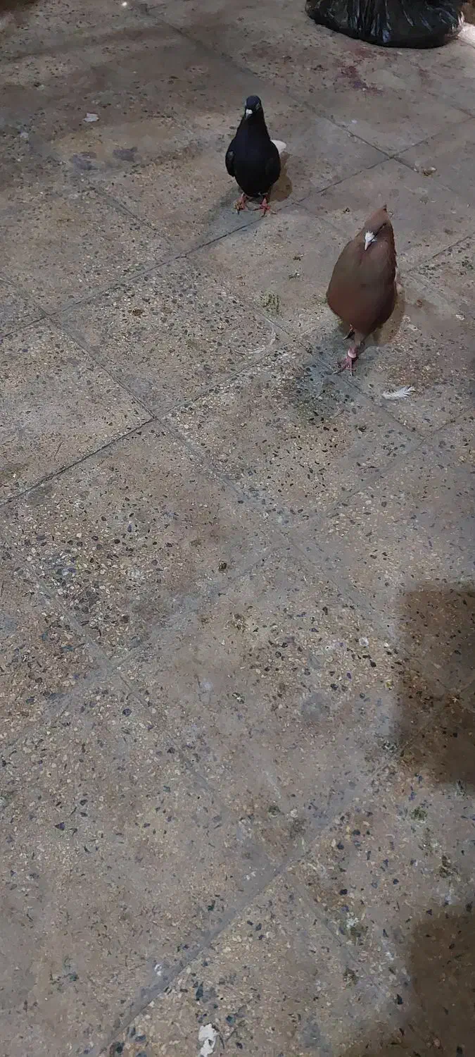 حیوون رنگی|پرنده|رباط‌کریم, وهن آباد|دیوار