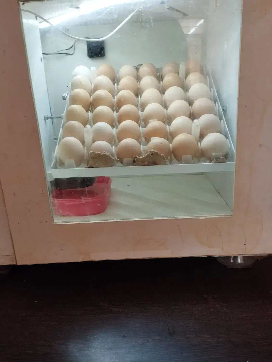 دستگاه جوجه کشی|لوازم جانبی حیوانات|نیشابور, طالقانی|دیوار