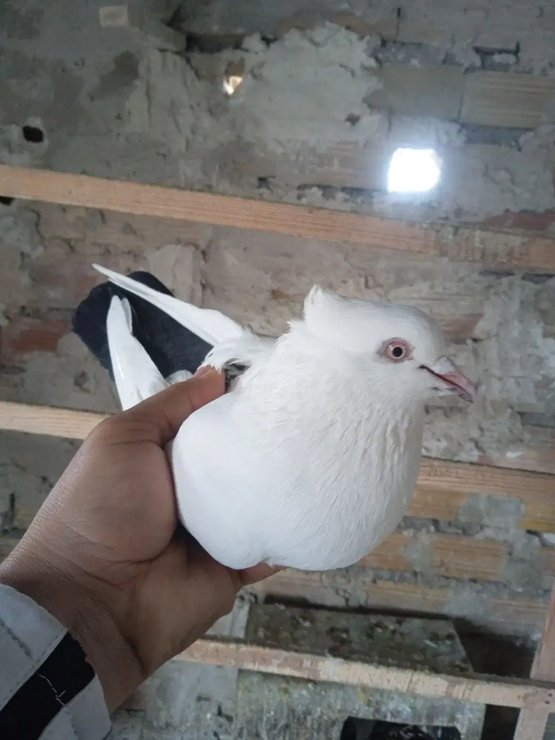 گمشده|حیوانات|ایلام, |دیوار