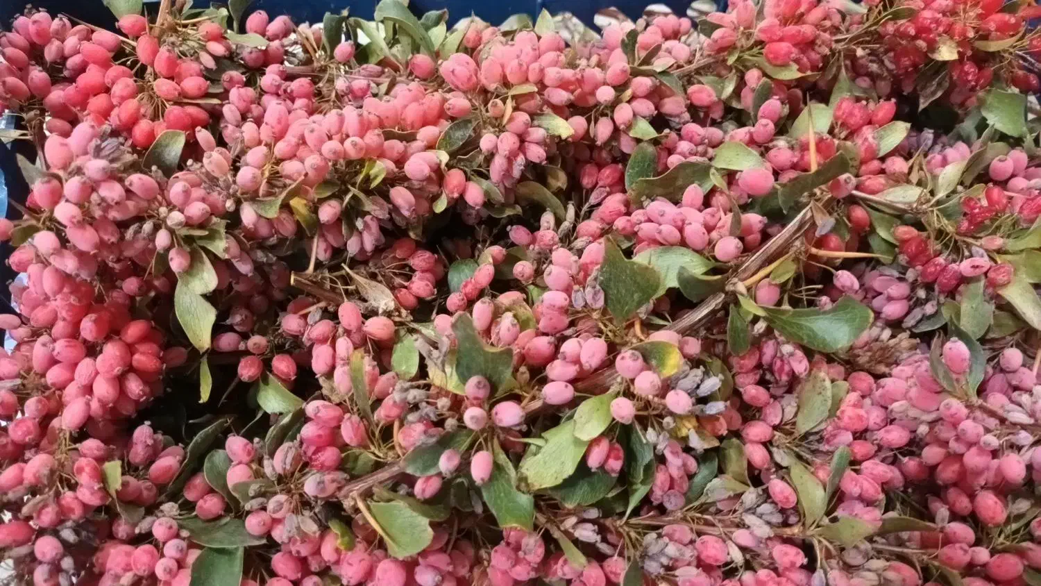 زرشک وعناب|حراج|فردوس (خراسان), |دیوار