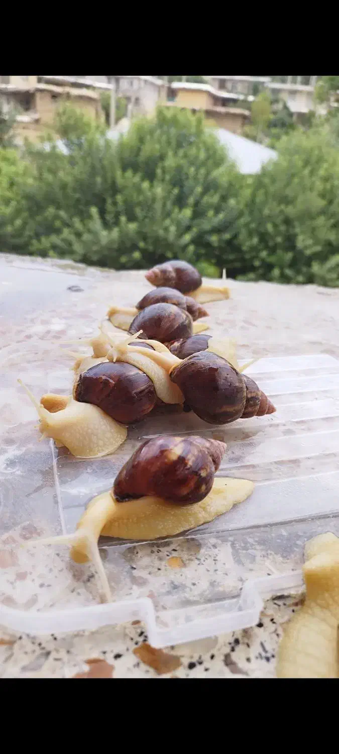 حلزون آچاتینا|خزنده|اردکان, |دیوار