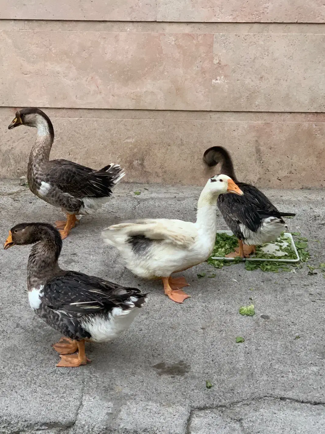 فروش۱۳ عدد غاز اکراینی، غوقاز و هوایی، در حال تخم|حیوانات مزرعه|ساری, |دیوار