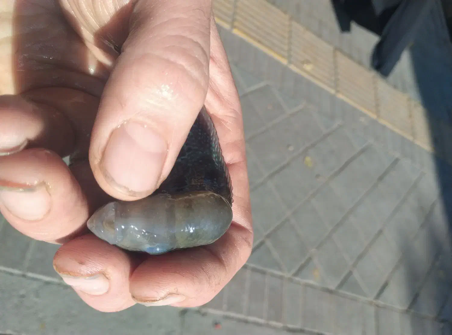 فلاور زد زد|ماهی|مشهد, سعد آباد|دیوار