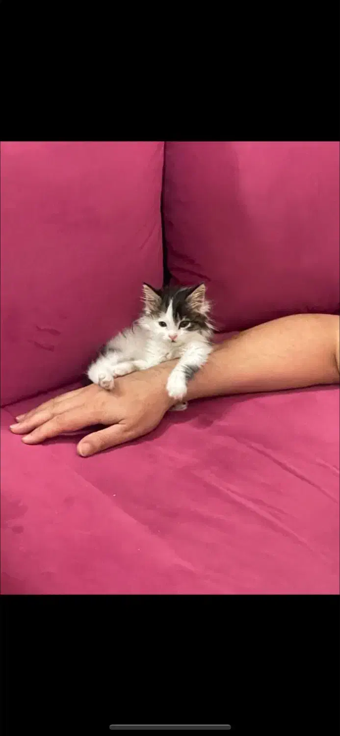 گربه واگذاری|گربه|فردیس, خیام شرقی|دیوار