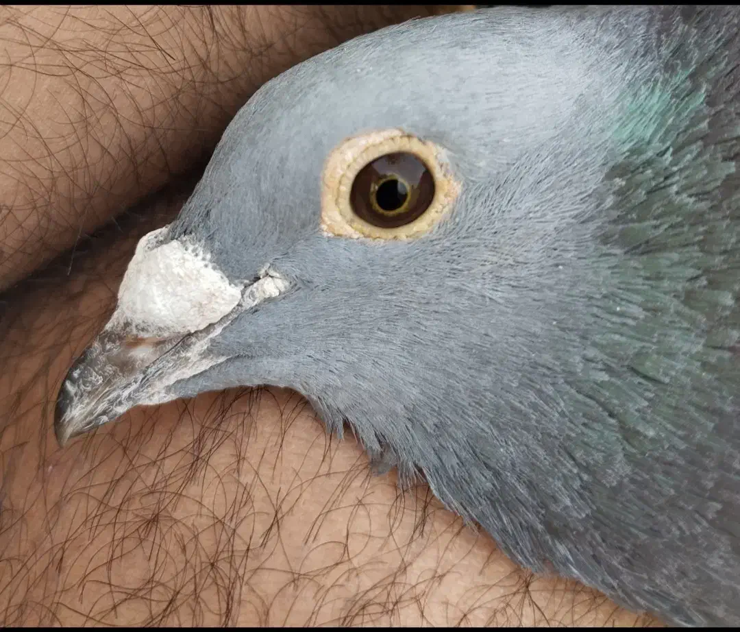 مسافتی آردن و بلژیک.. پیتر مروی ،ون روی،جانسون|پرنده|اصفهان, عطار نیشابوری|دیوار