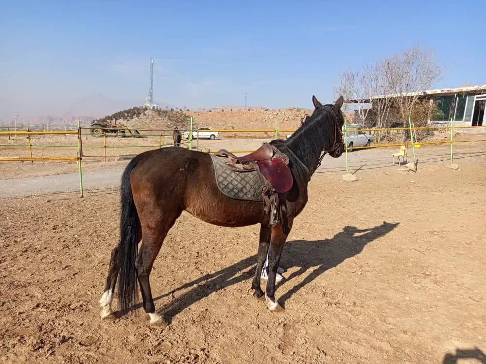 اسب کرد عرب|اسب و تجهیزات اسبسواری|تبریز, |دیوار