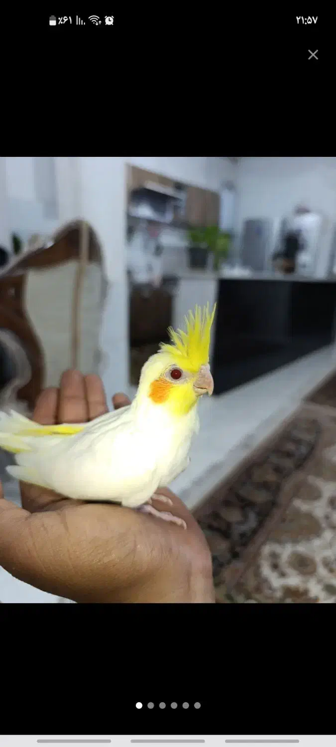 عروس لوتینو|پرنده|رباط‌کریم, رباط‌کریم|دیوار