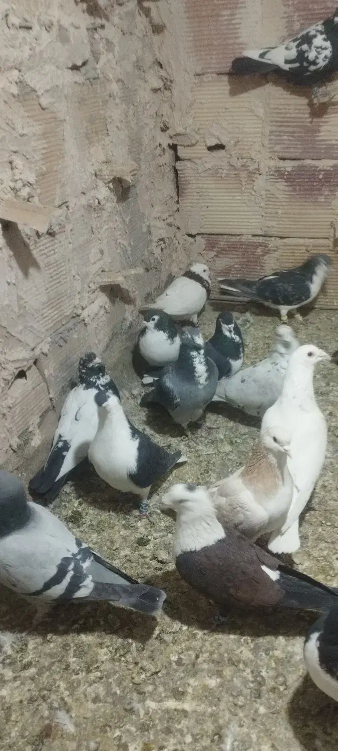 کبوتر پرشی|پرنده|نیشابور, مازول|دیوار