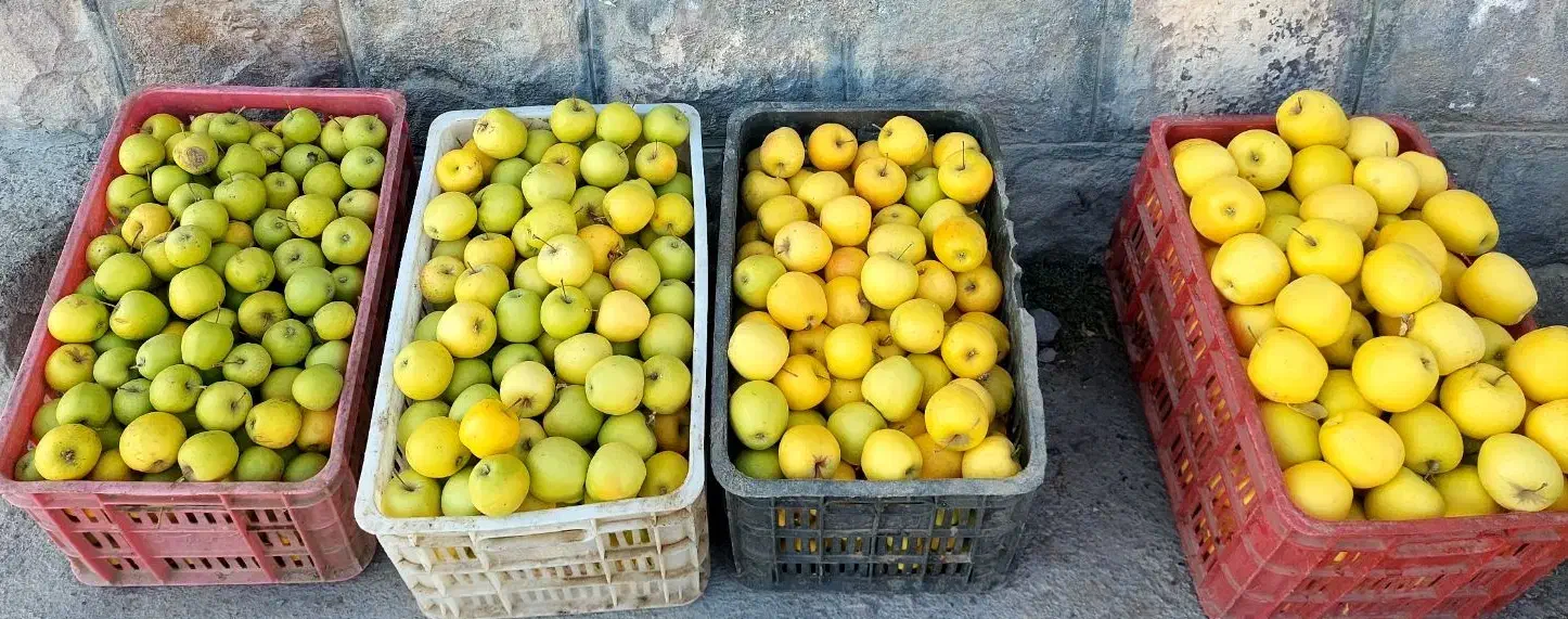 سیب لبنانی زرد|خوردنی و آشامیدنی|سرولایت, |دیوار