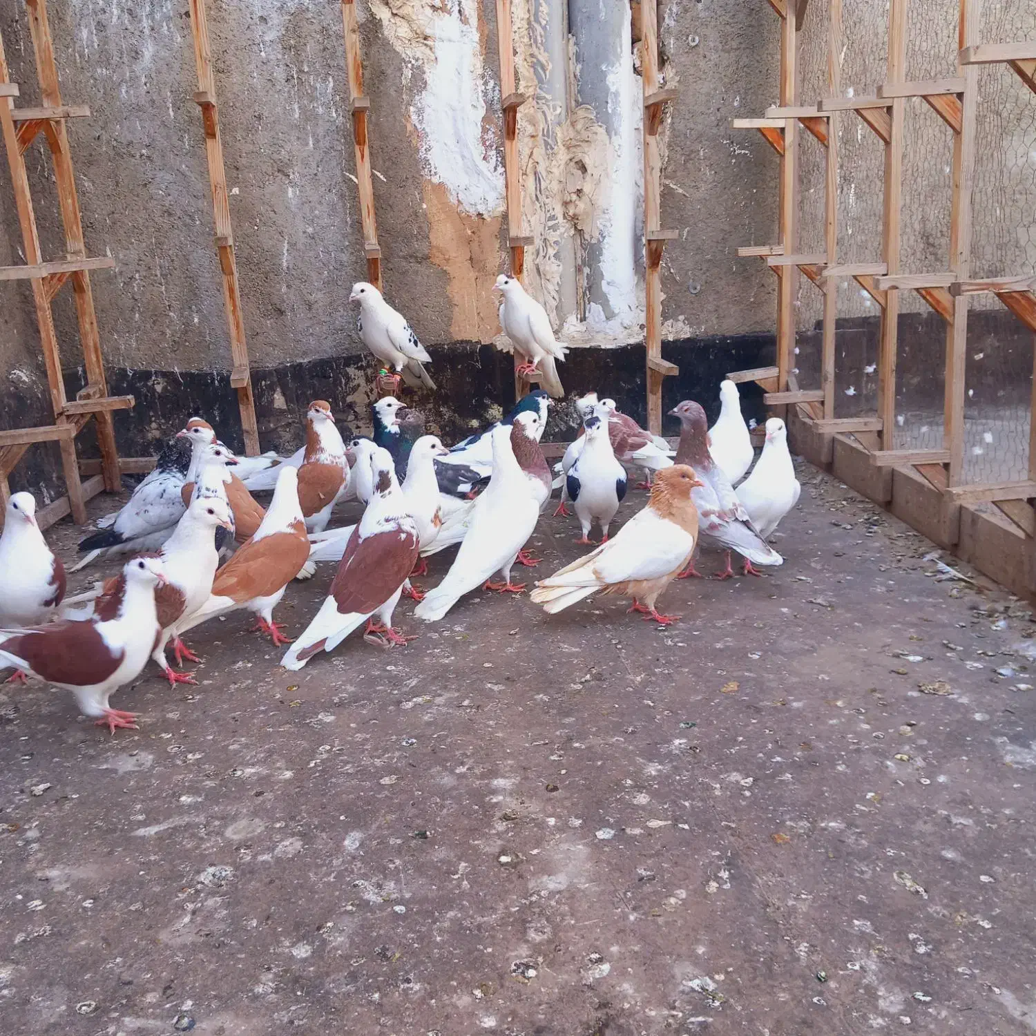 کفتر|پرنده|مشهد, شهرک امام سجاد|دیوار