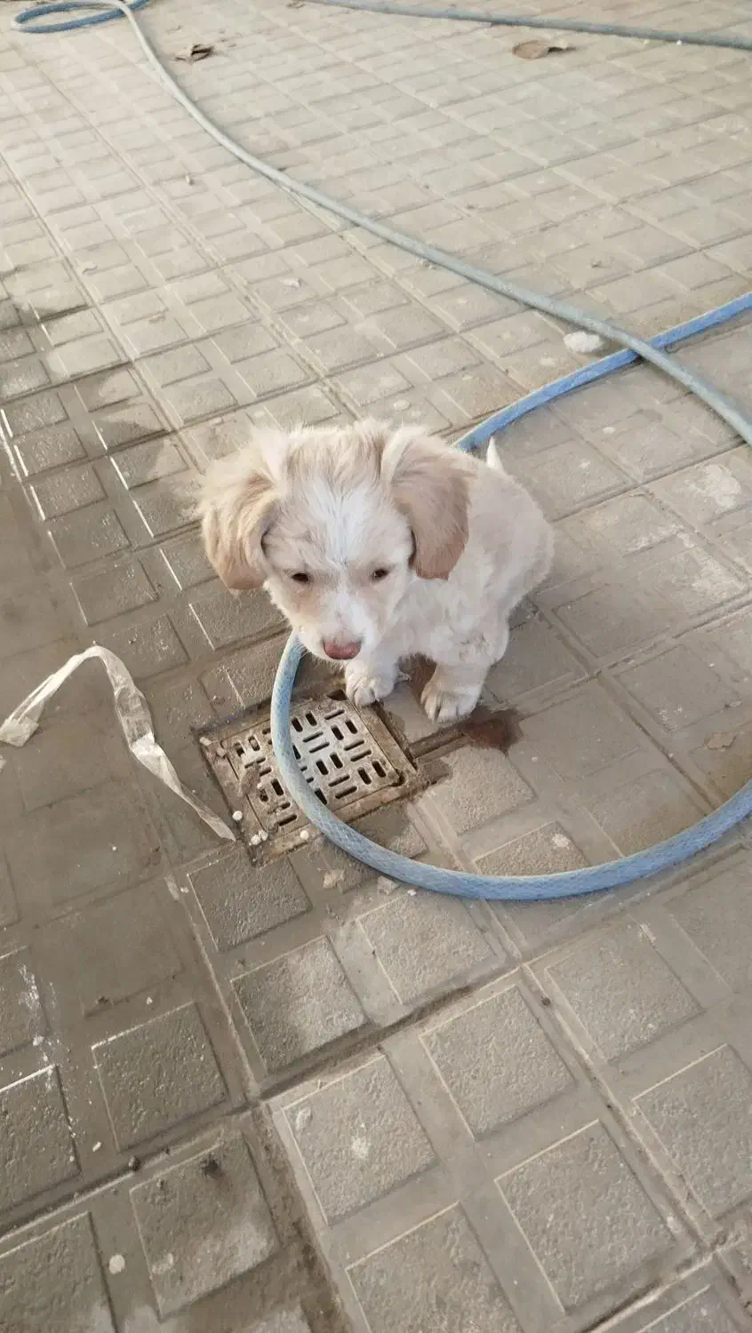 پاپی دوماه شیتزو قیمت 2500|سگ|مشهد, امیریه|دیوار