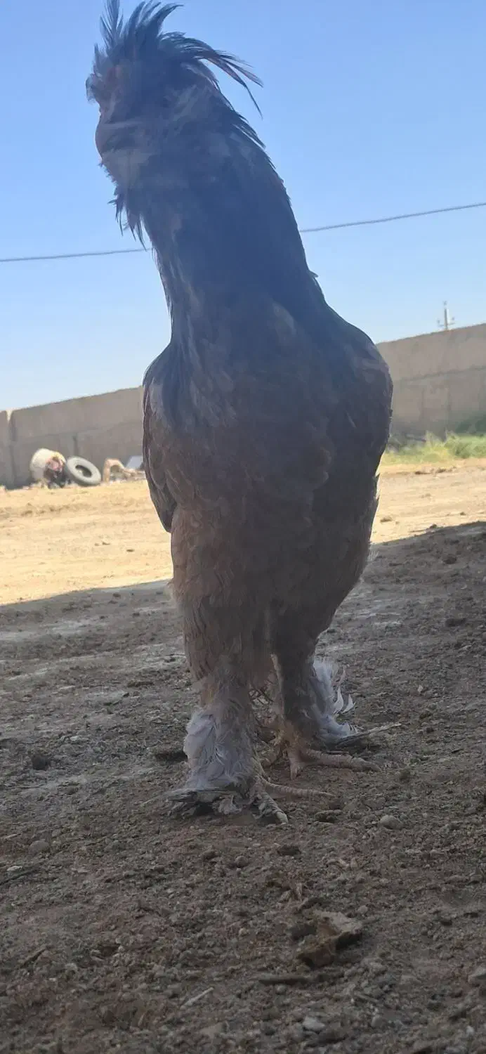 خروس|حیوانات مزرعه|قم, حاج خلیل|دیوار