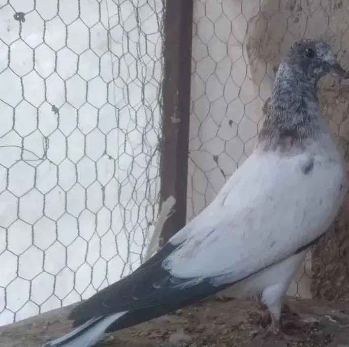 مفلق کله ای سوسکی پرشی ساعتی /نرماده مایه کفتر|پرنده|اصفهان, بوستان ناژوان|دیوار