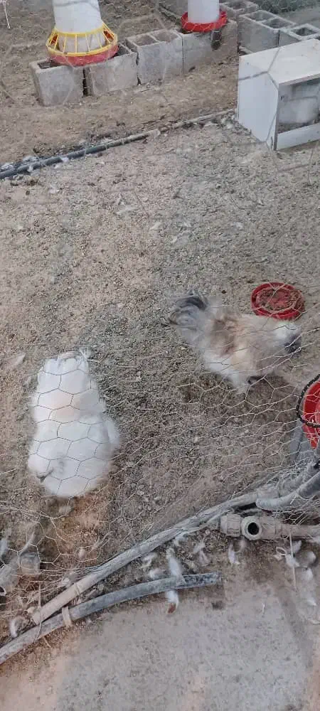 ویاندوت اپنزلر آرکانا ایام سبرایت ابریشمی برهما|حیوانات مزرعه|شیراز, غدیر شمالی|دیوار