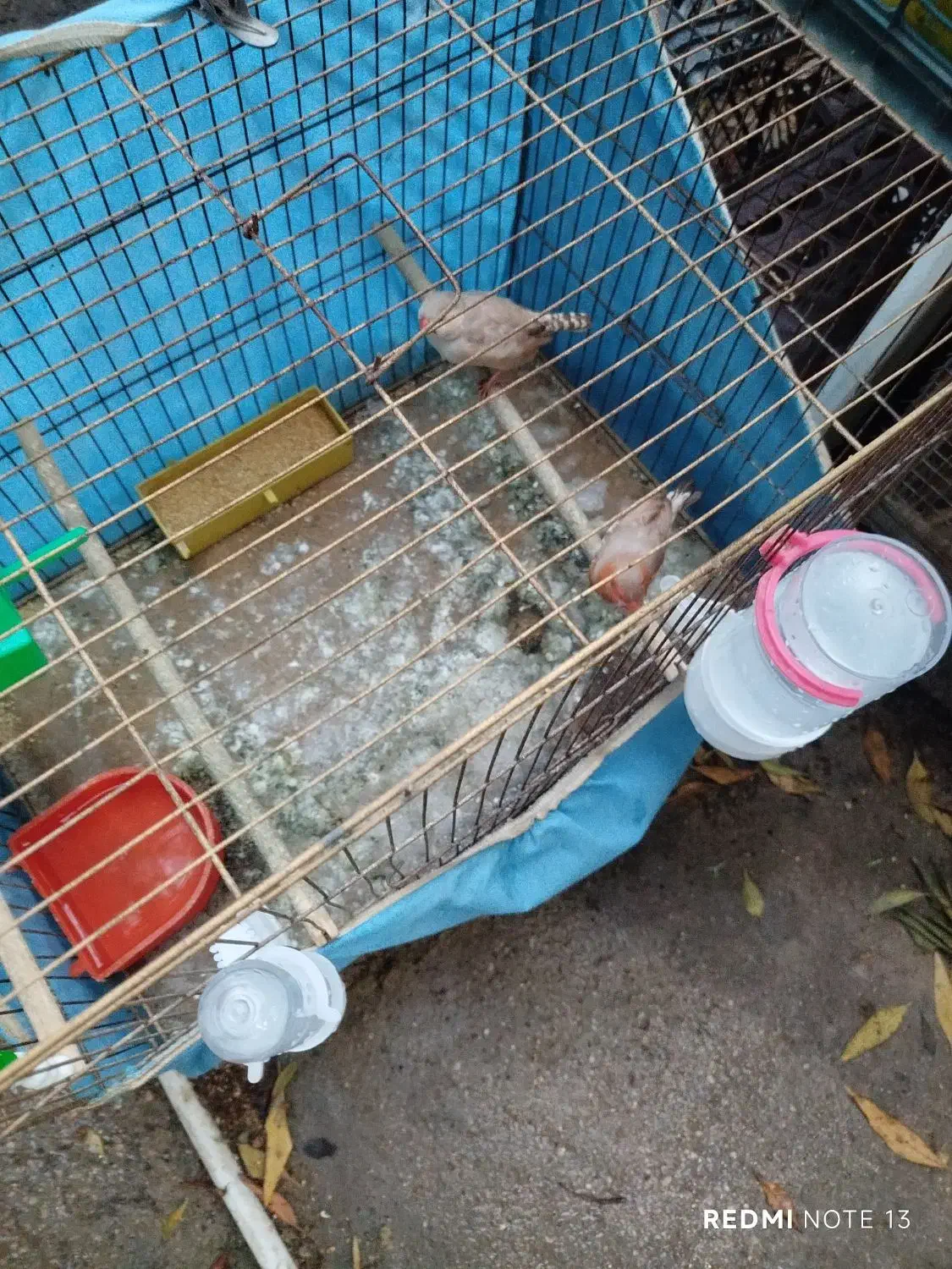 فنج اورنج فروشی|پرنده|بندرعباس, |دیوار