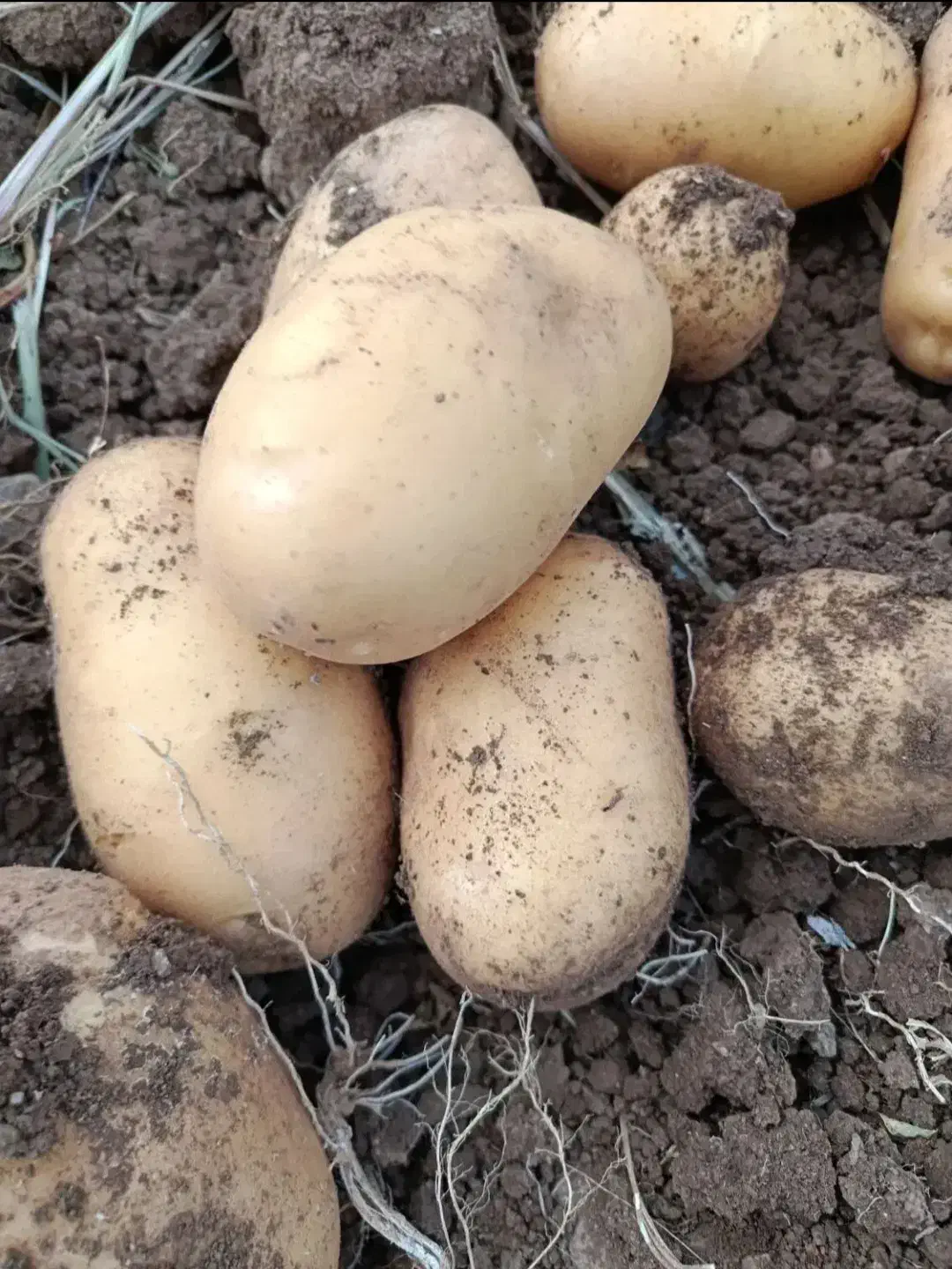 فروش سیب زمینی|حراج|تهران, شهرک کوهسار|دیوار