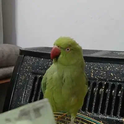 طوطی ملنگو سبز|پرنده|رشت, ولکس|دیوار