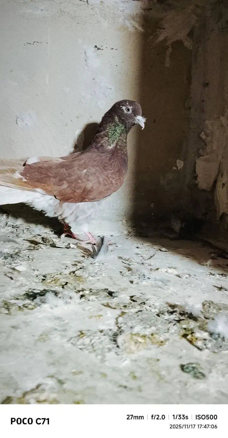 5تا کفتر|پرنده|سمنان, |دیوار