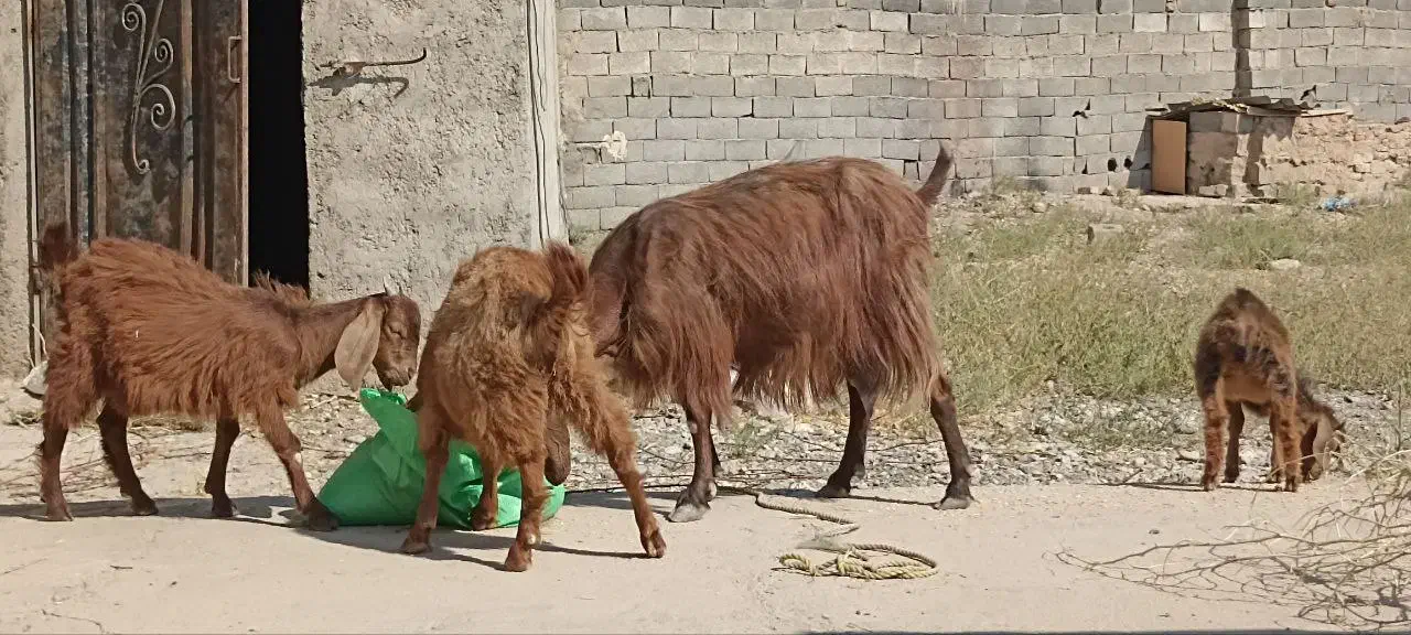 بز و بزغاله|حیوانات مزرعه|کرج, شاهینویلا|دیوار