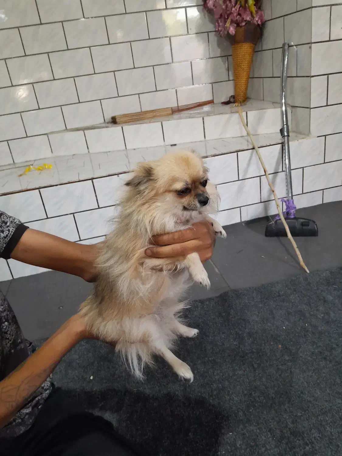 سگ پامر برا فروش|سگ|اندیمشک, |دیوار