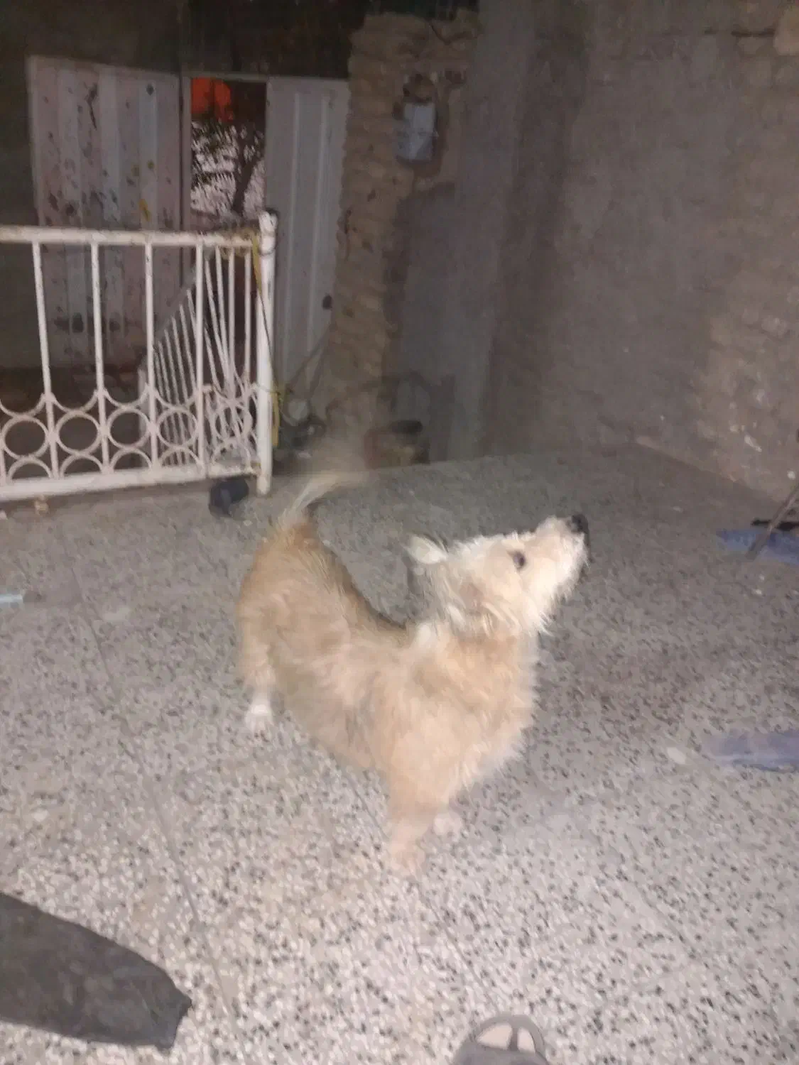 پاپی گمشده در محدوده مدرسه ده پایین|سگ|تربتحیدریه, ده پائین|دیوار