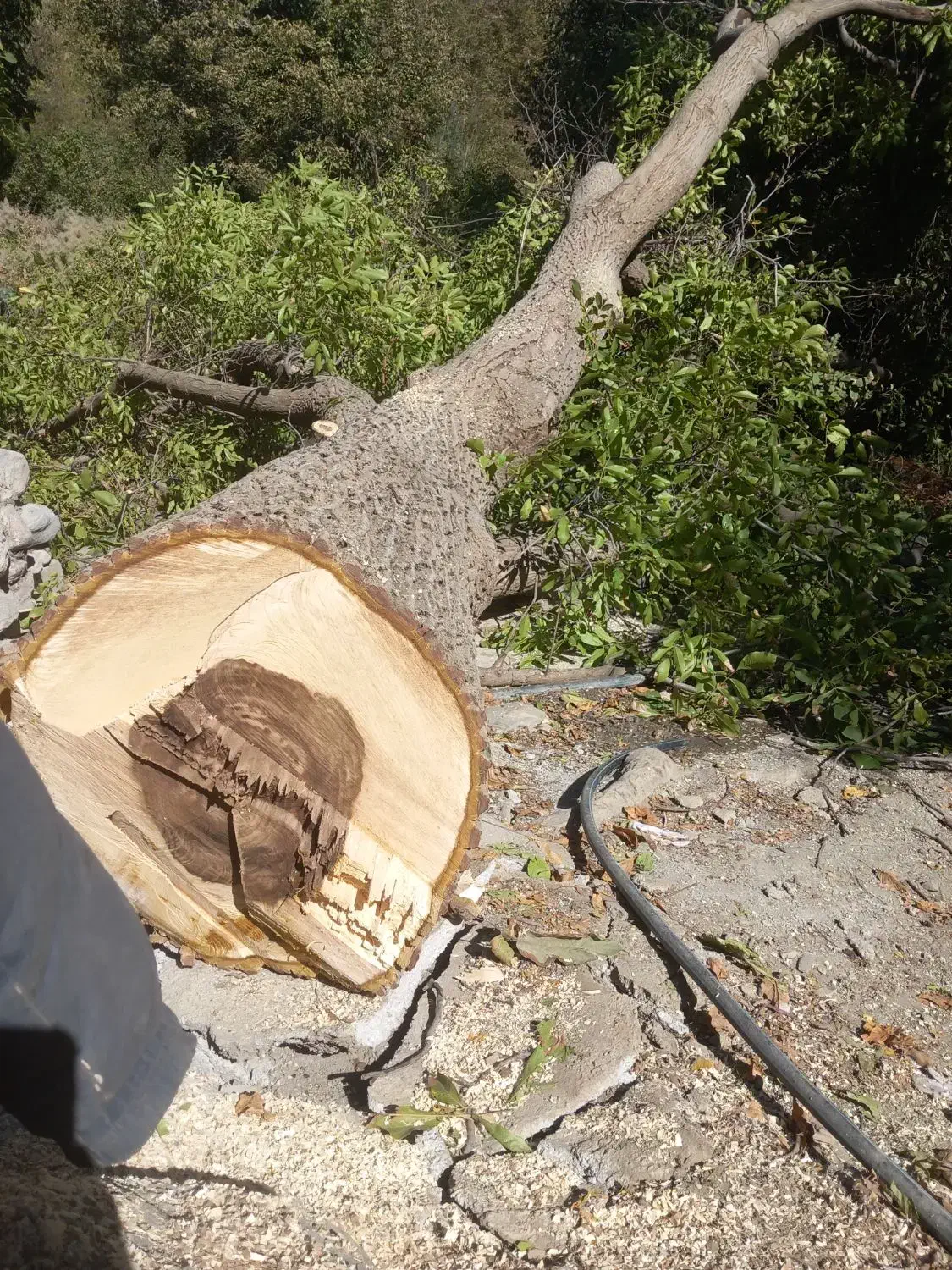 خرید چوب خرید درخت|خدمات باغبانی و درختکاری|سنندج, |دیوار