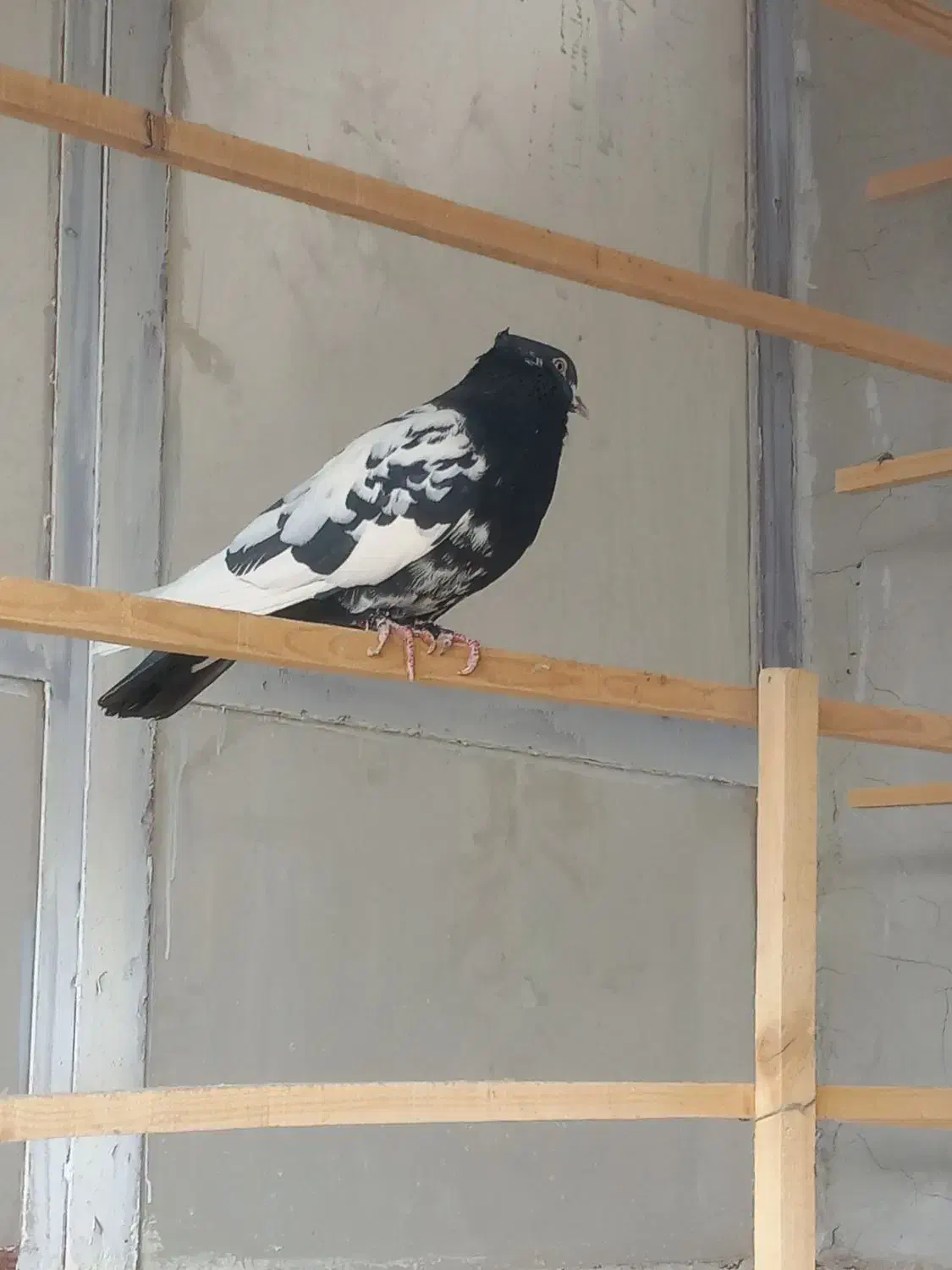 کله دم سیاه|پرنده|فرخشهر, |دیوار