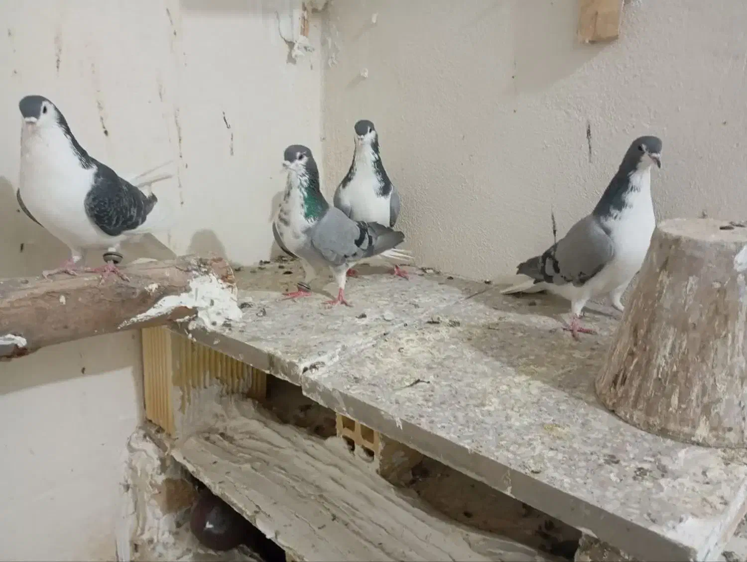 کبوتر|پرنده|خمینی‌شهر, |دیوار