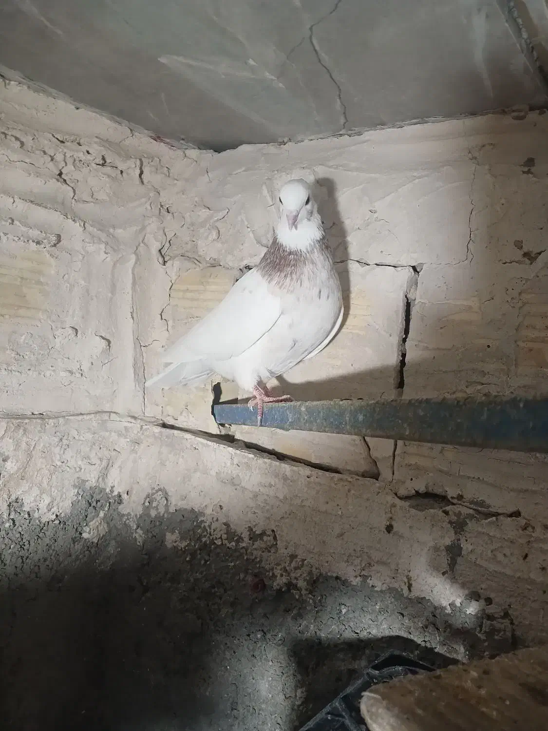 فروش کبوتر|پرنده|مریوان, |دیوار