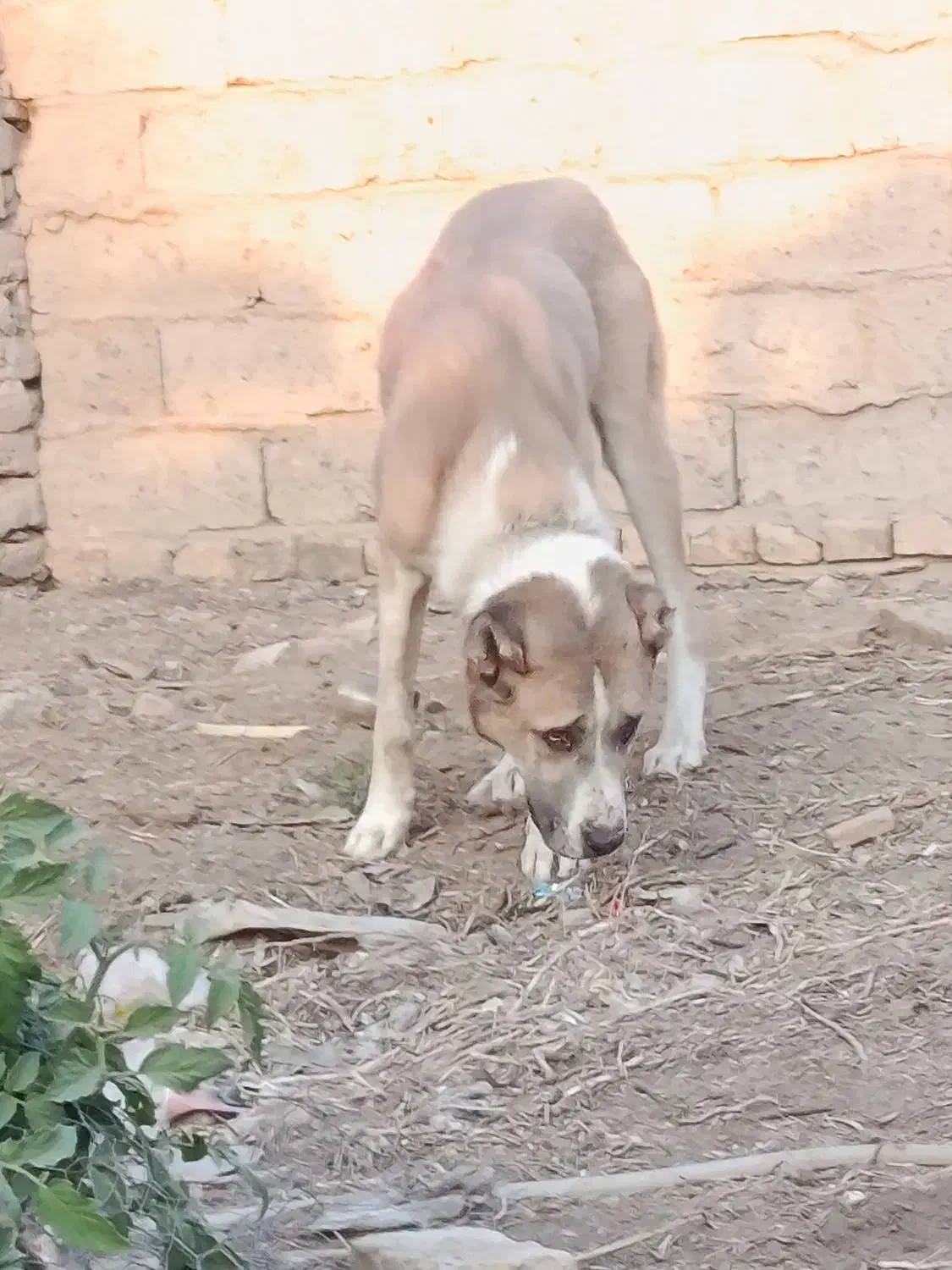 سگ درشت هیکلی|سگ|زابل, |دیوار