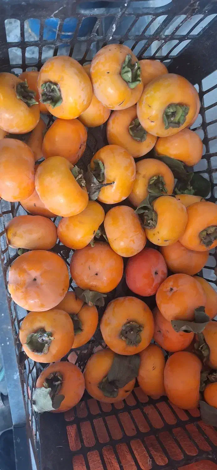 خرمالو ارگانیک|خوردنی و آشامیدنی|رشت, بوسار|دیوار