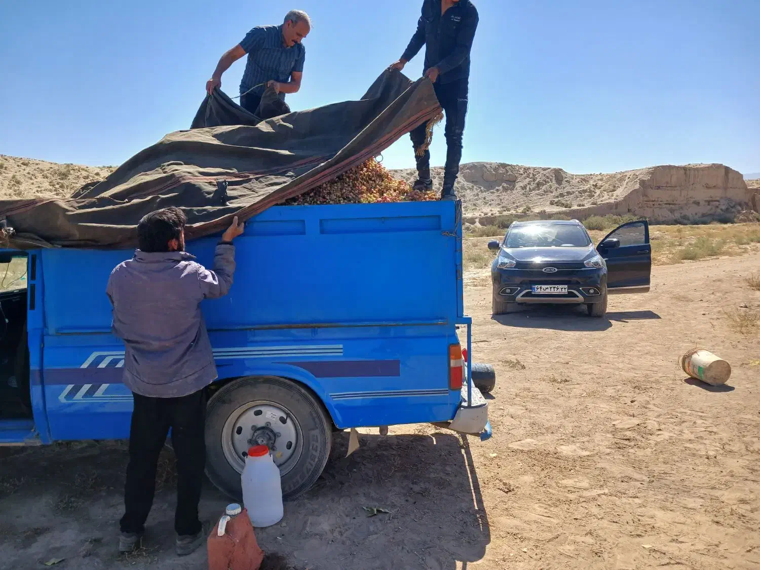 باغ پسته 7هکتار|فروش دفتر صنعتی، کشاورزی، تجاری|تربت جام, فاز ۱ فرهنگیان|دیوار