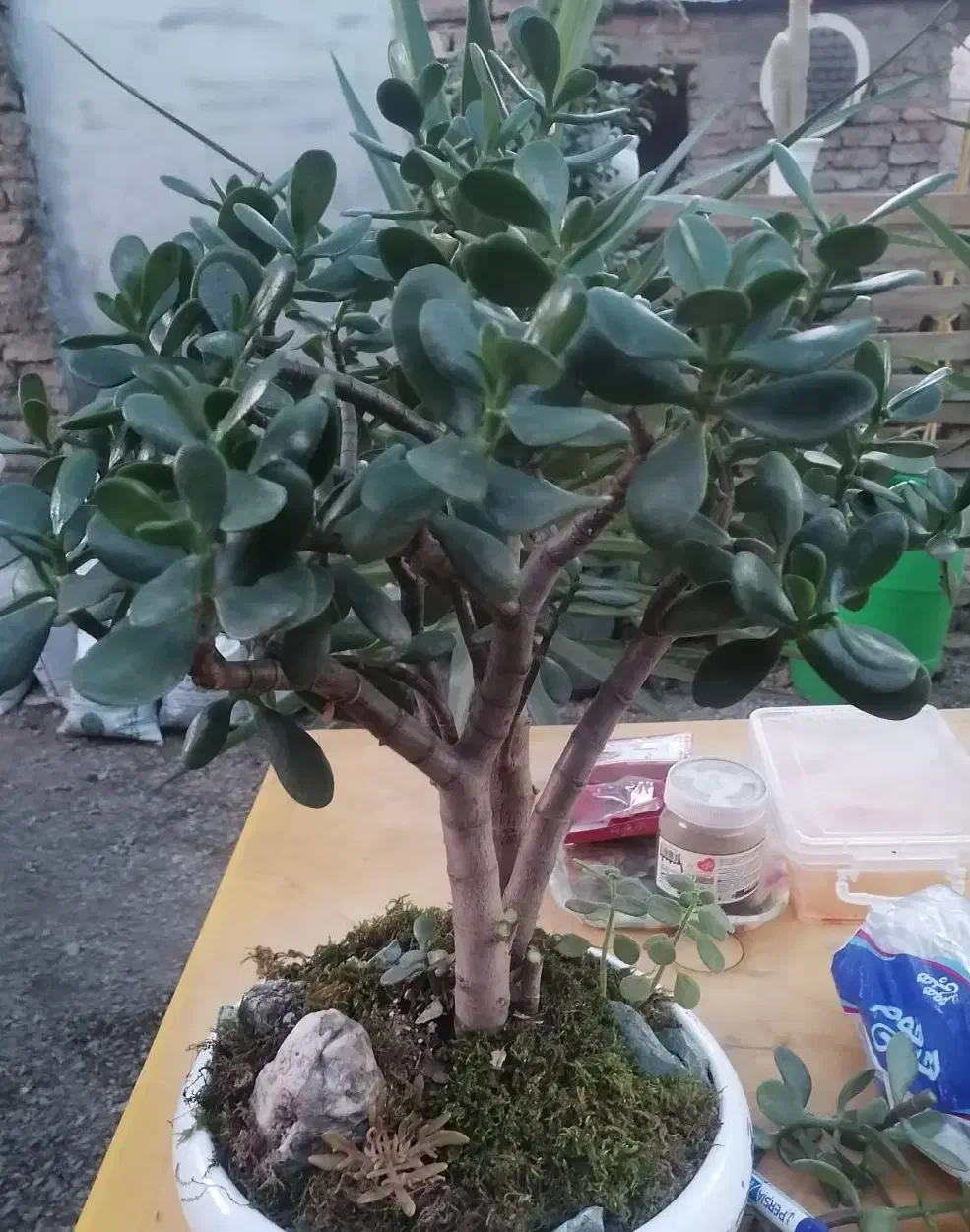 تخفیف بلک فرایدی گل و گیاه|گل و گیاه طبیعی|نیشابور, فردوس شمالی|دیوار