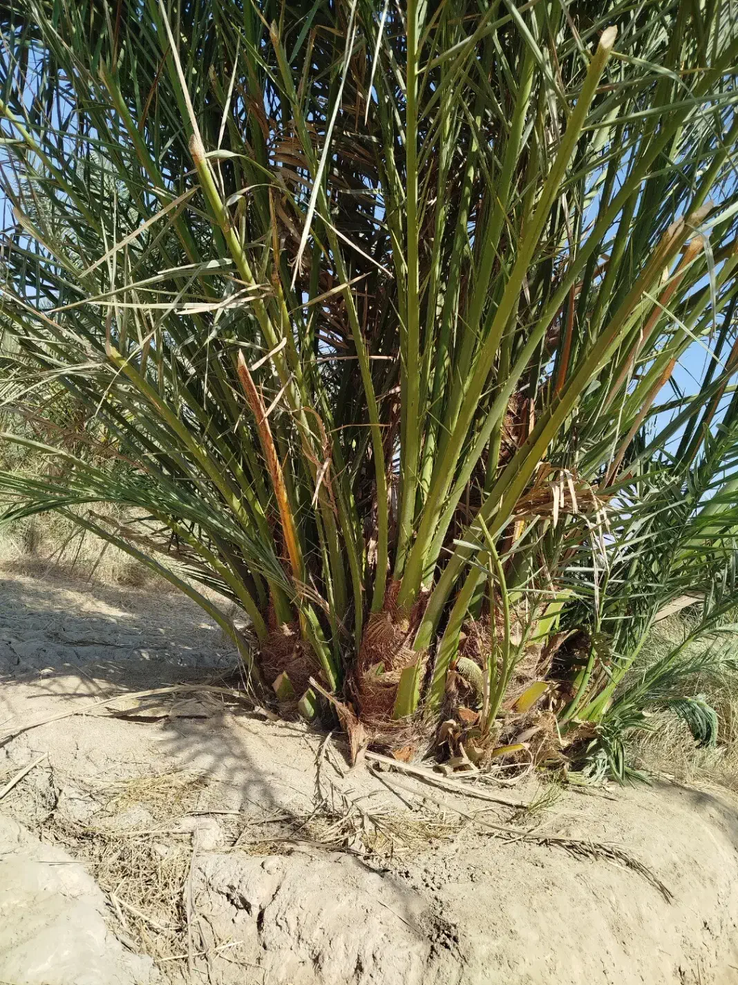 رامشیر روستای ازاده پاجوش برحی ستعمران خلاص نخل نر|خدمات باغبانی و درختکاری|رامشیر, |دیوار