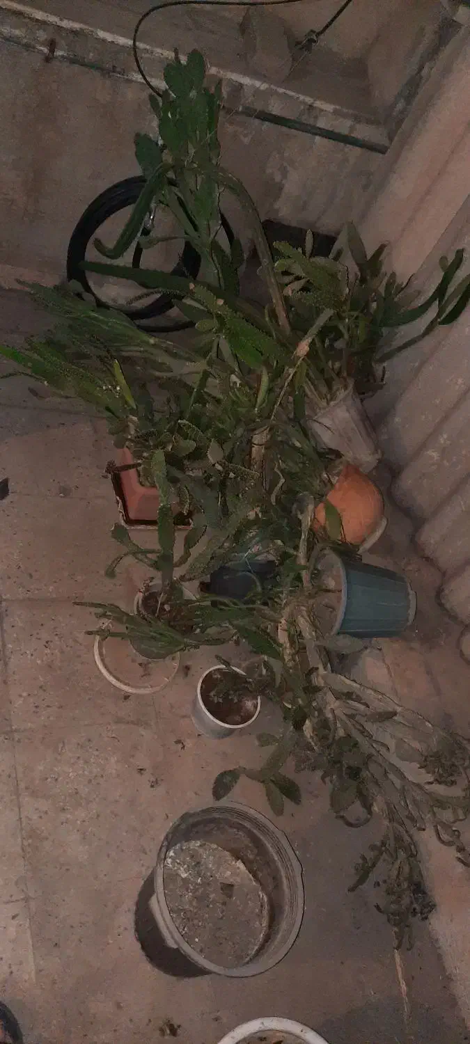 گل کاکتوس طبیعی|گل و گیاه طبیعی|تهران, افسریه شمالی|دیوار