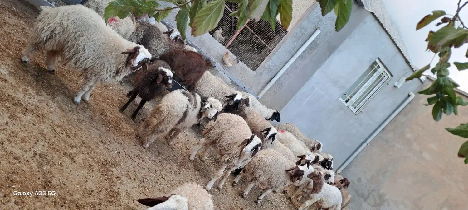 گوسفند کاور نر سالم|حیوانات مزرعه|سرپل ذهاب, |دیوار