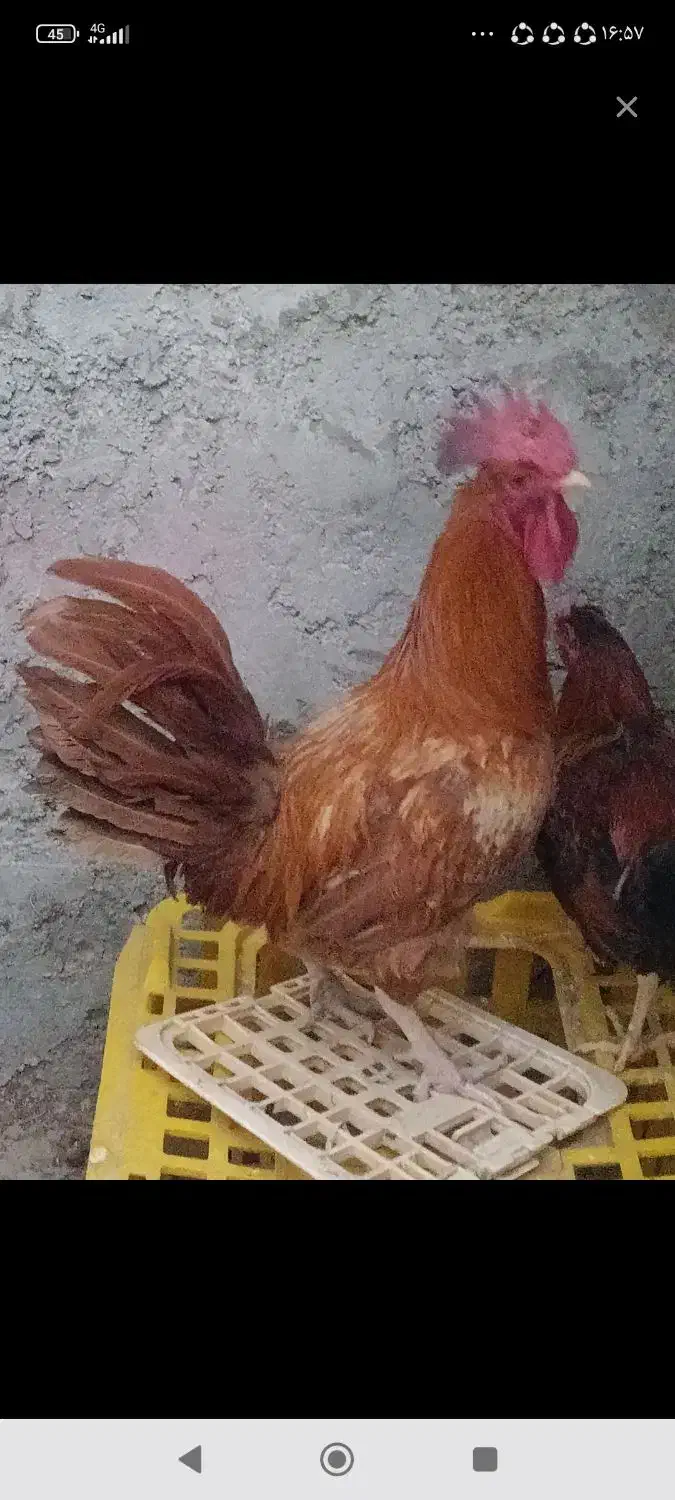 خروس خوب محلی|حیوانات مزرعه|جلگه چاه هاشم, |دیوار