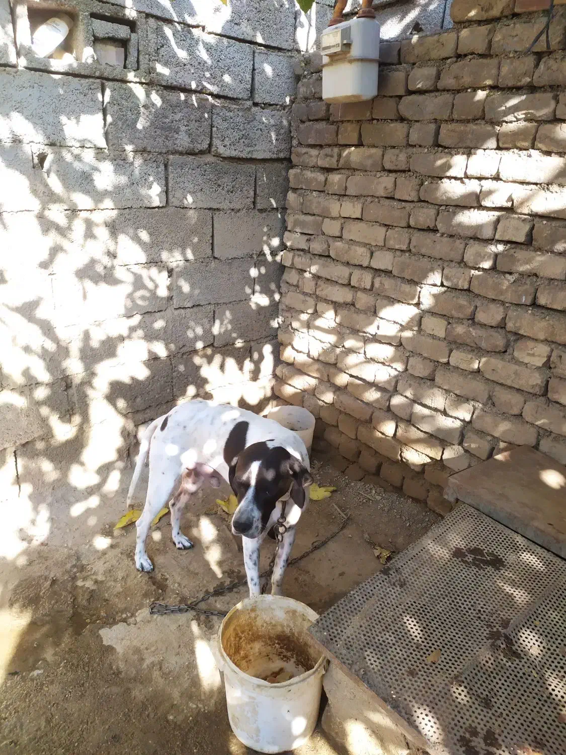 سگ نژاد انگلیس،مخصوص دنبلان|سگ|گلی داغ, |دیوار