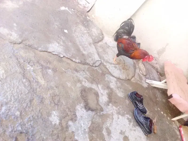 خوروس|حیوانات مزرعه|گرمخان, |دیوار