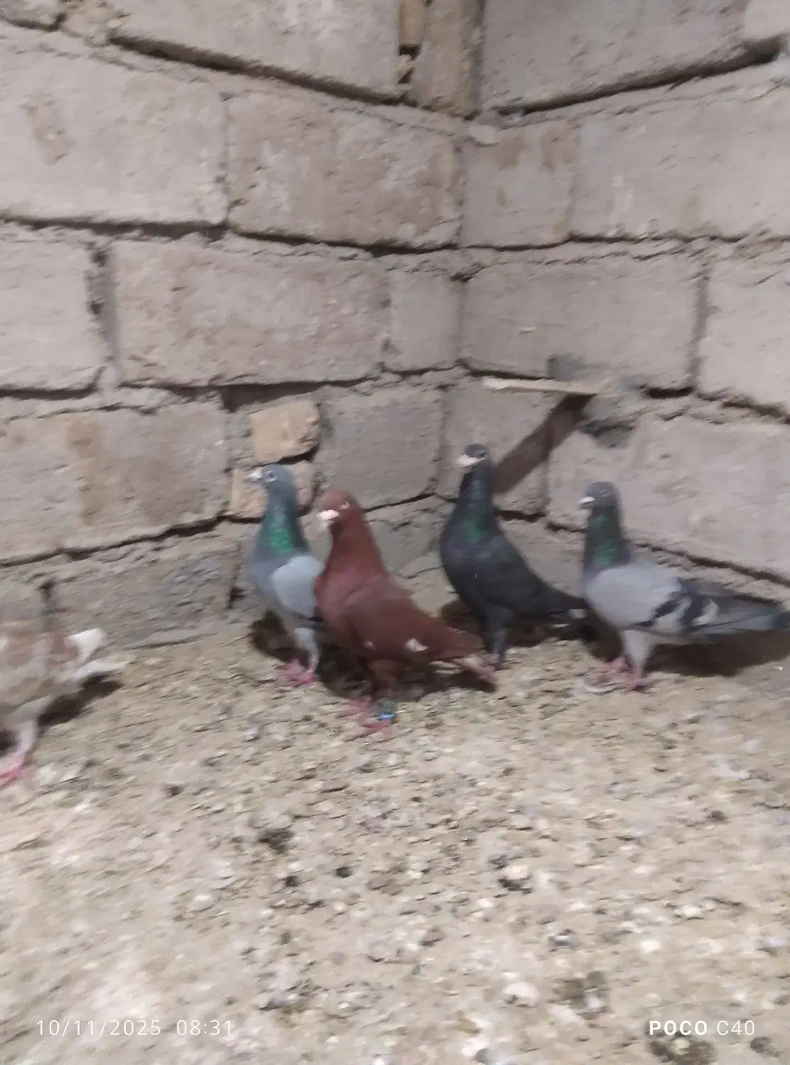 کبوتر نر|پرنده|جزنیک, |دیوار