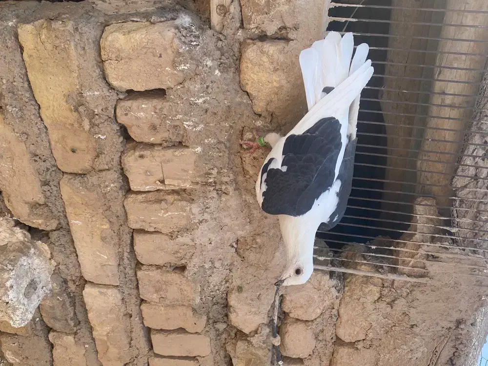 سیاه پوش پرنده کبوتر|پرنده|الوند, |دیوار