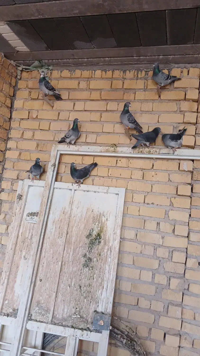 پلاکی کفتر|پرنده|مرودشت, شهرک مهدیه|دیوار