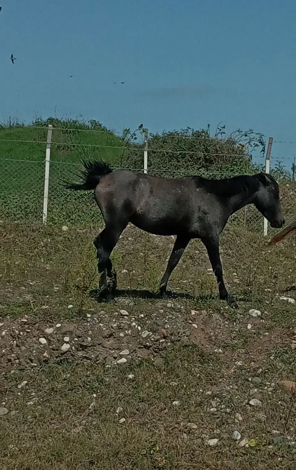 فروش کره نر|اسب و تجهیزات اسب‌سواری|تالش, هشتپر|دیوار