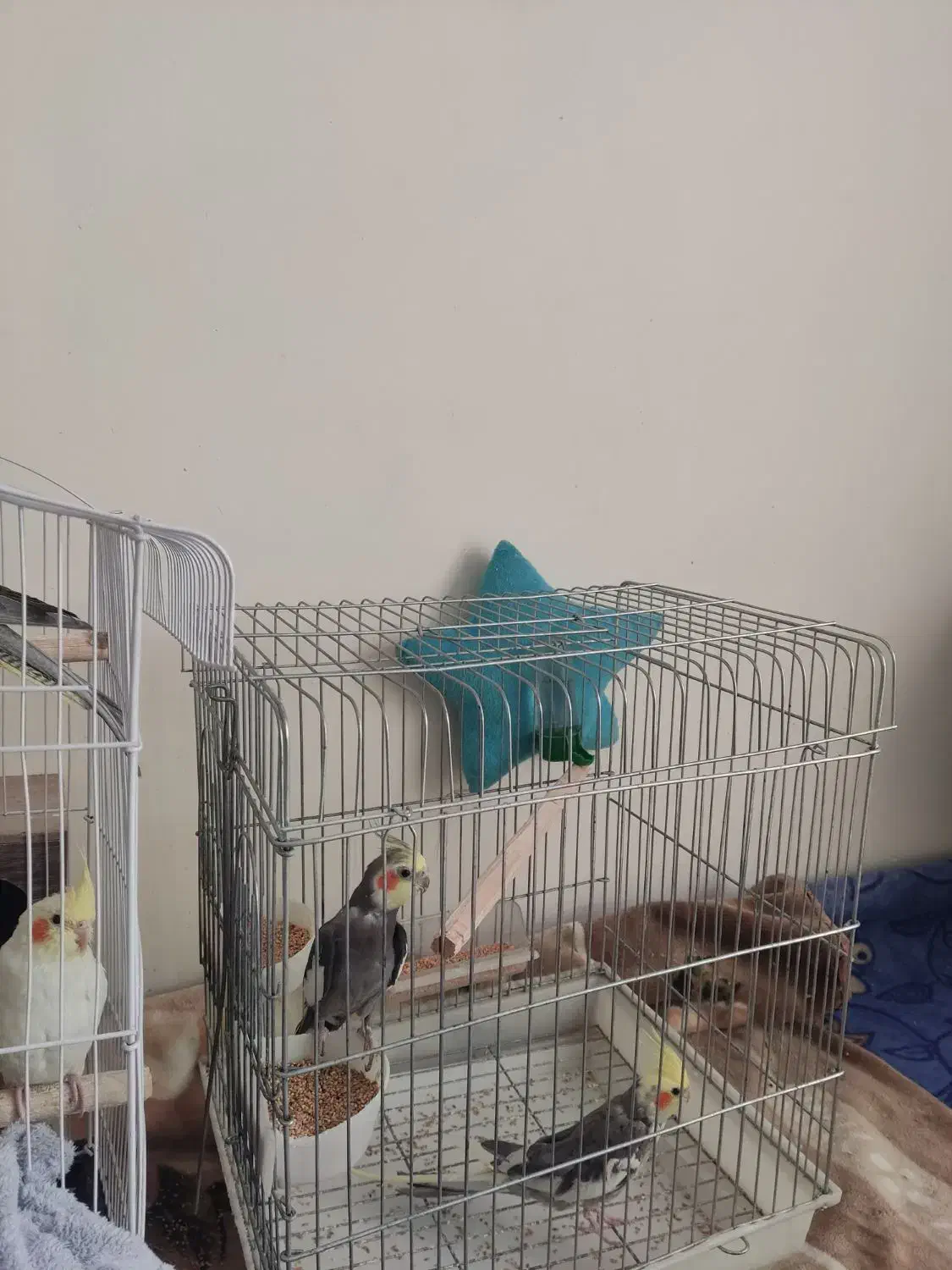 عروس هلندی|پرنده|تهران, شهرک کوهسار|دیوار