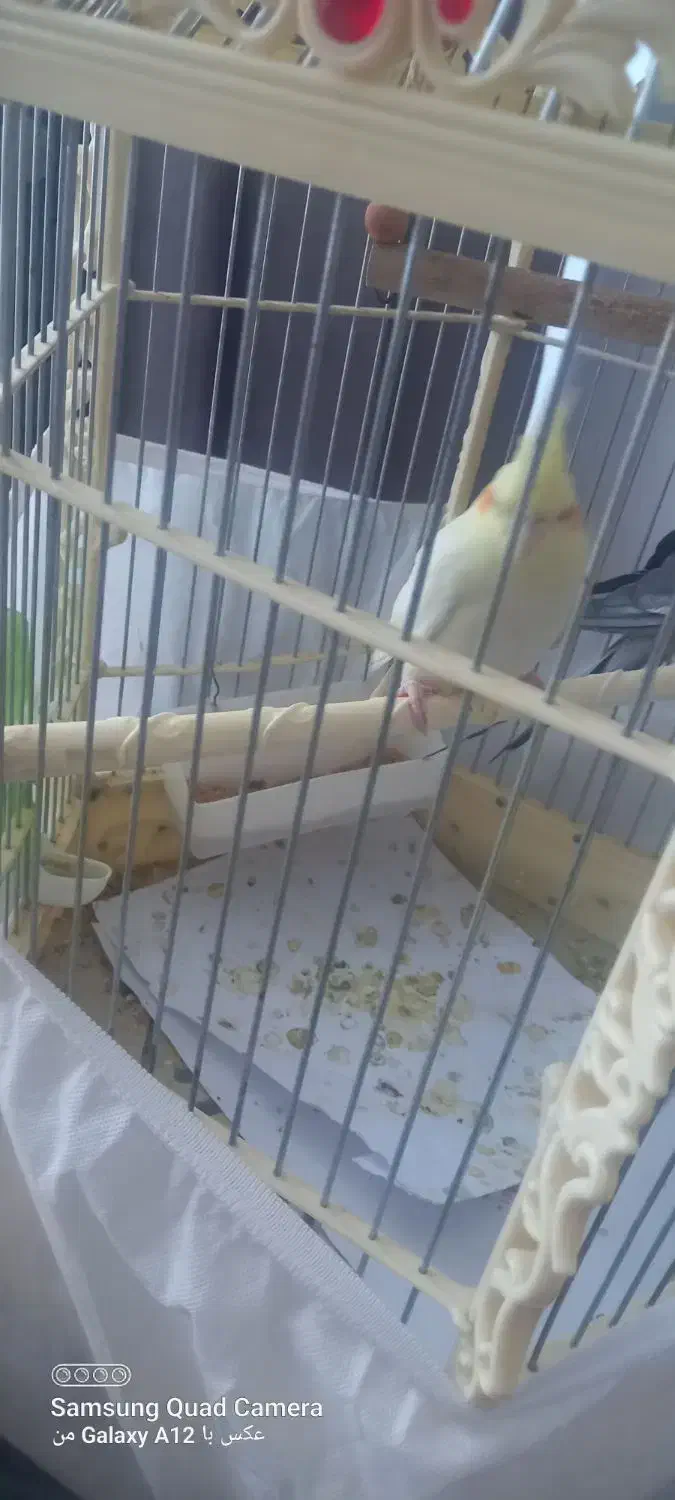 عروس هلندی نر و ماده|پرنده|تهران, جلیلی|دیوار