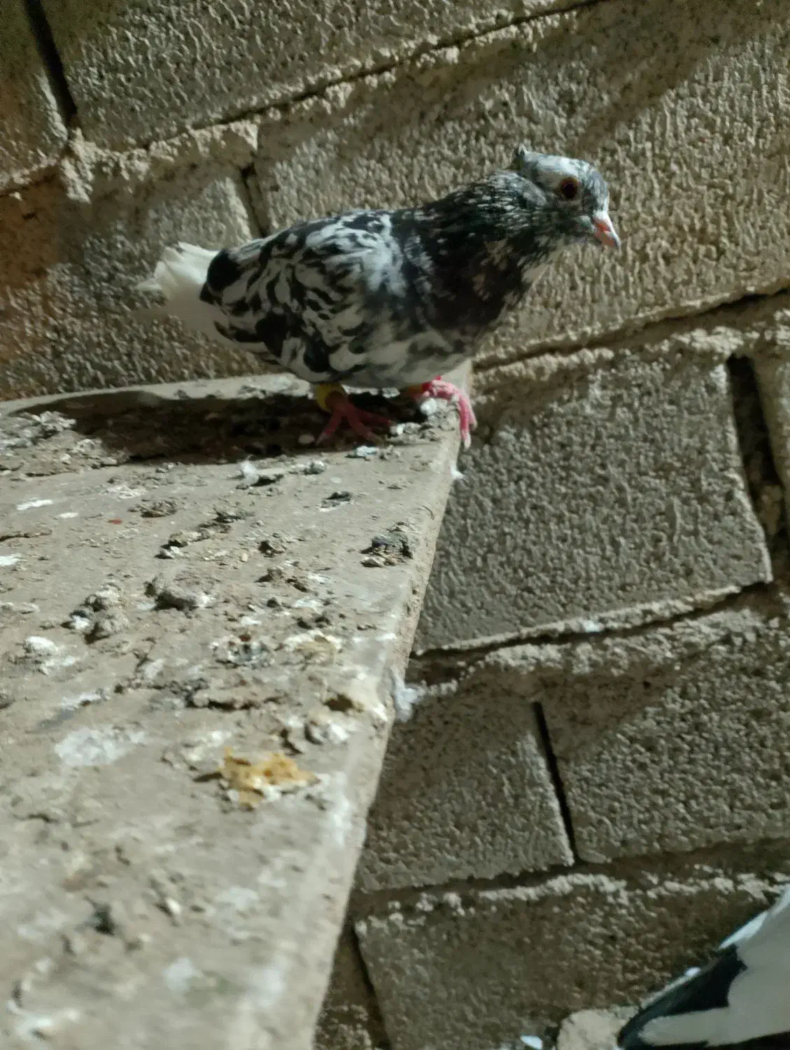 کبوتر رنگی|پرنده|شوشتر, |دیوار