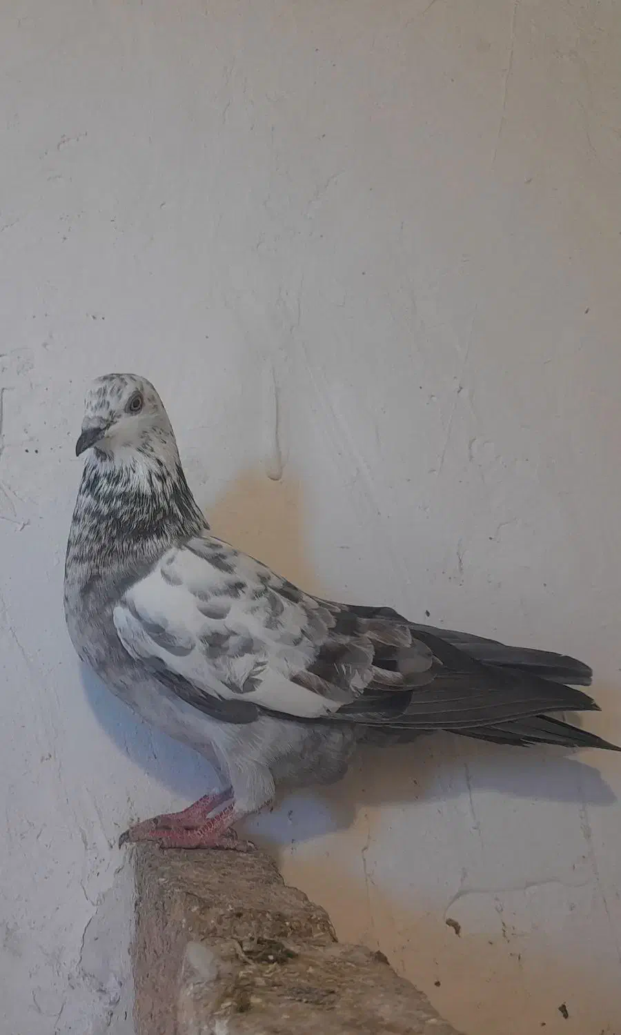 کبوتر|پرنده|گرگان, |دیوار